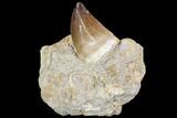 Mosasaur (Prognathodon) Tooth In Rock - Nice Tooth #105831-1